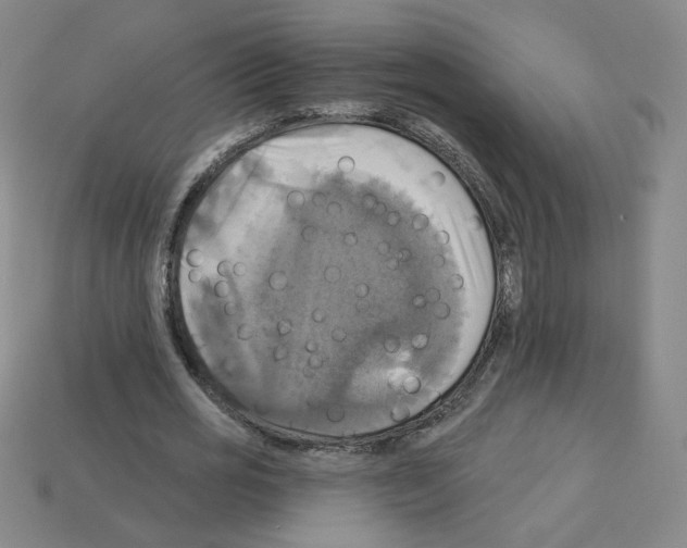 X0000113050725200910081231