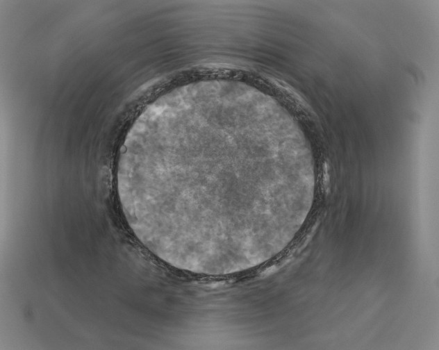 X0000113050821200910081229