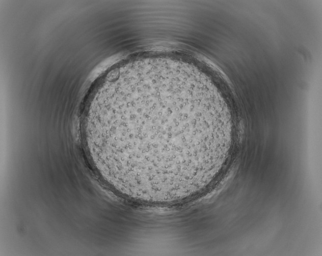 X0000113050970200910081228