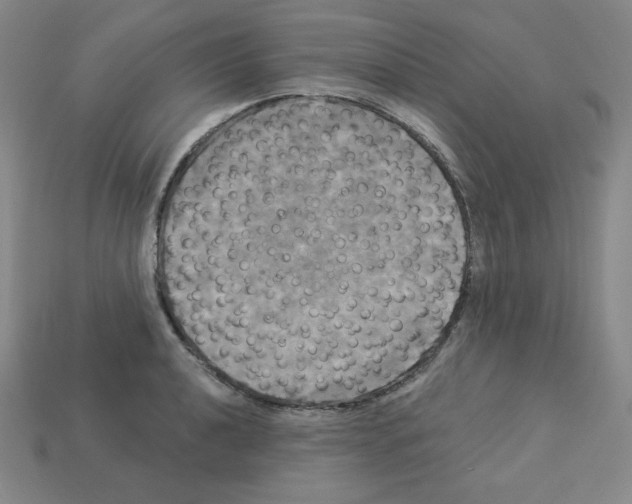 X0000113051040200910081227