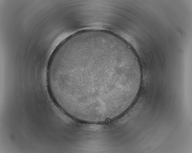 X0000113051085200910081226