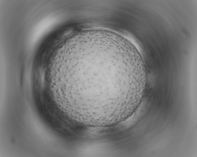 X0000113051150200910081226