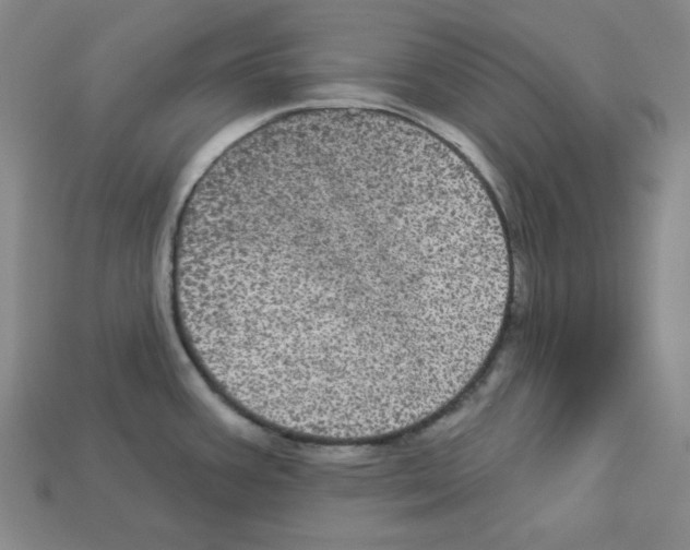 X0000113051387200910081222