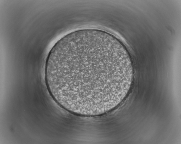 X0000113051512200910081221