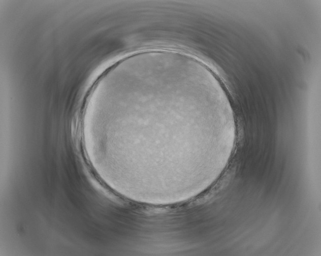 X0000113051515200910081221