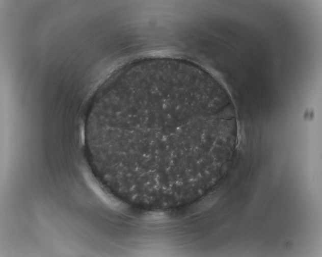 X0000113060061200909110926