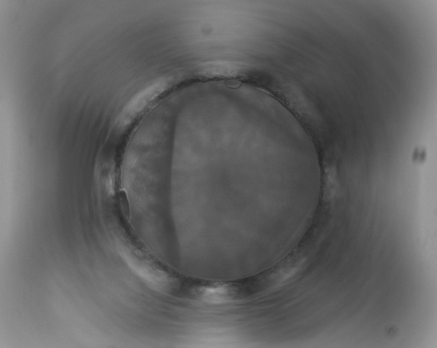 X0000113060068200909110926