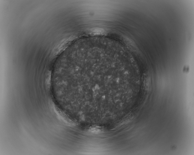 X0000113060550200909110918