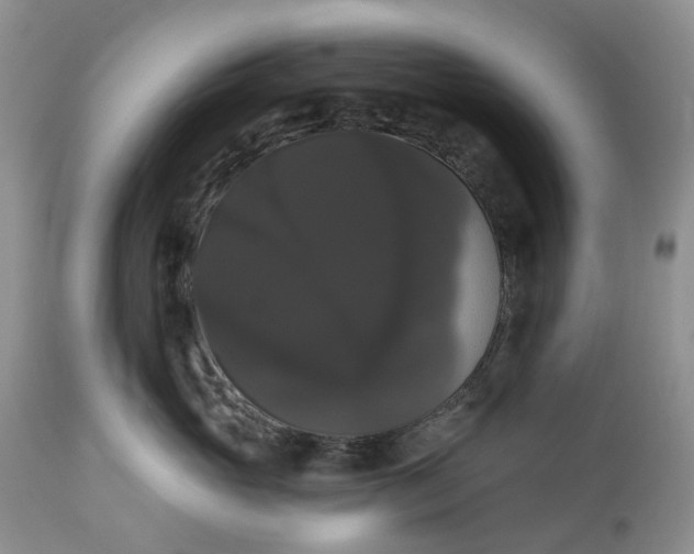 X0000113060765200909110915