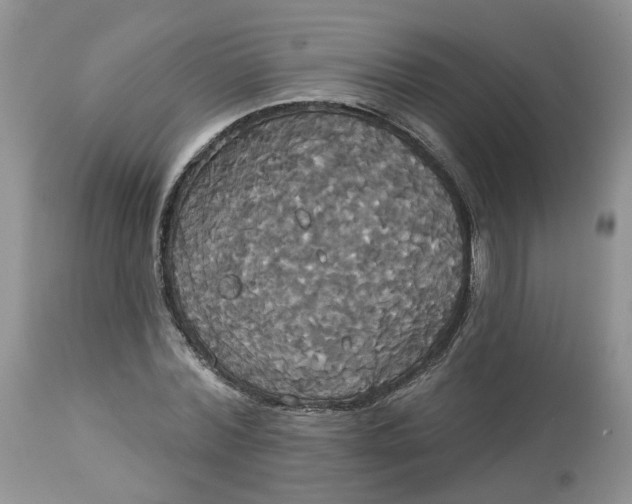X0000113060780200909110914