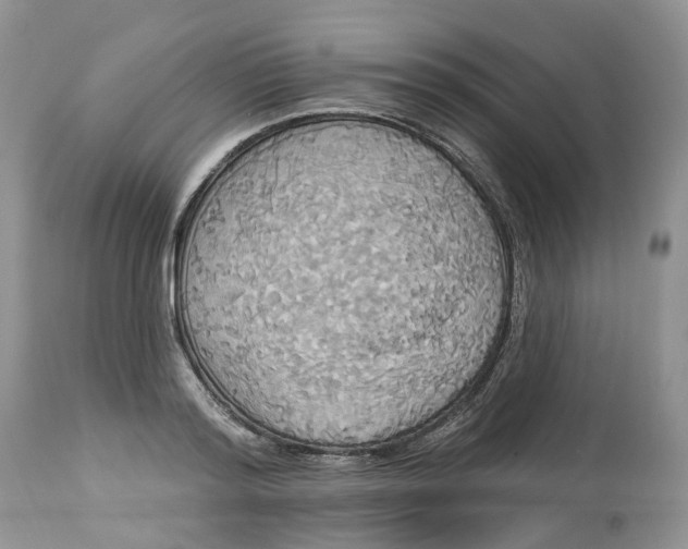 X0000113060796200909110914