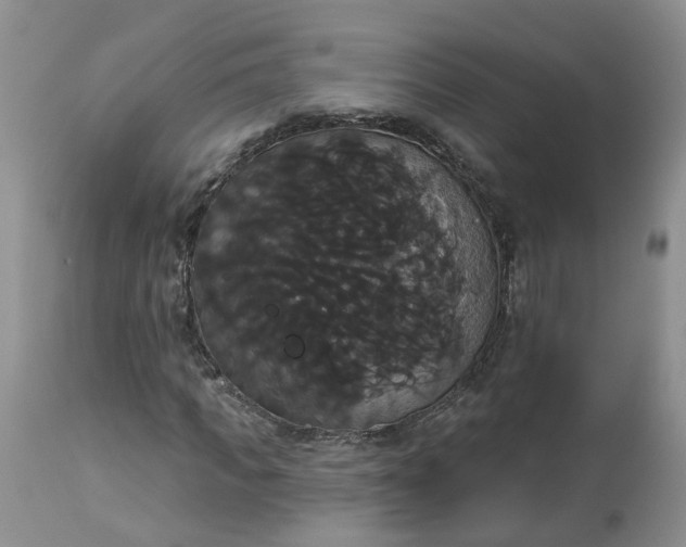 X0000113060917200909110910