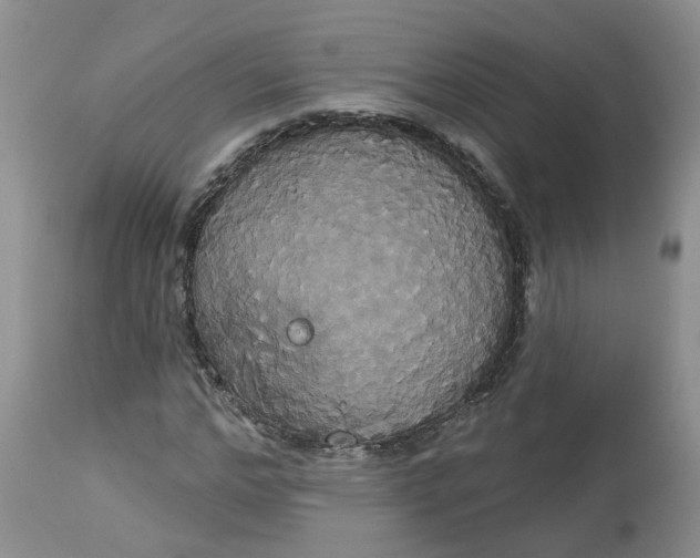 X0000113060968200909110910