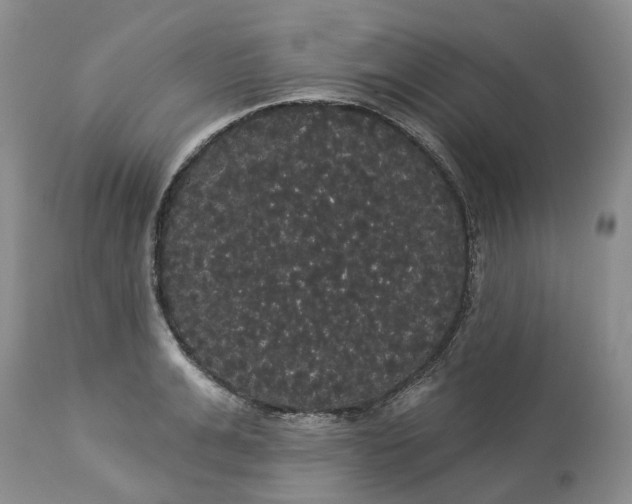 X0000113060991200909110910