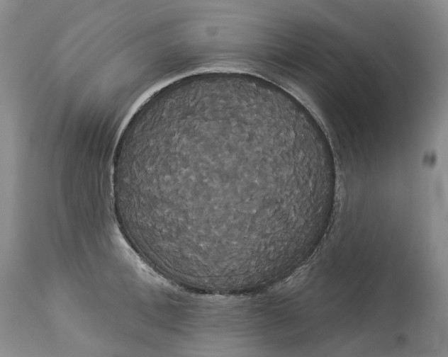 X0000113060996200909110910