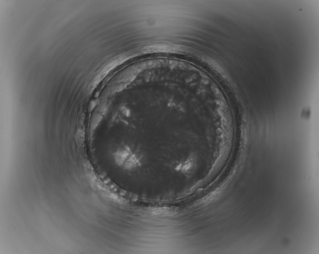 X0000113061025200909110909