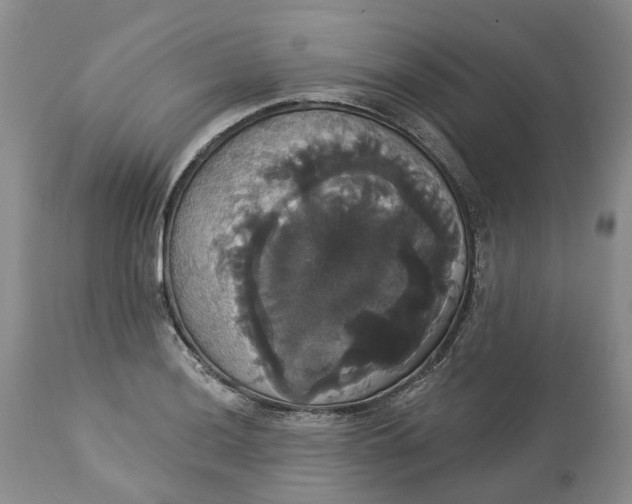 X0000113061036200909110909
