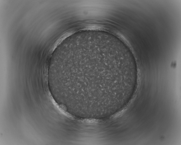 X0000113061041200909110910