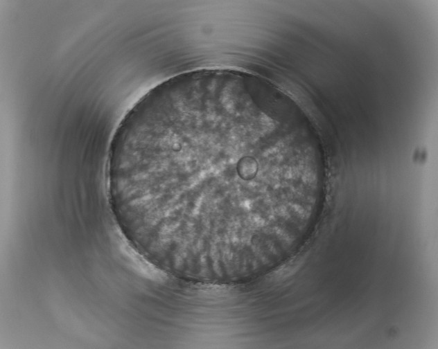 X0000113061076200909110909