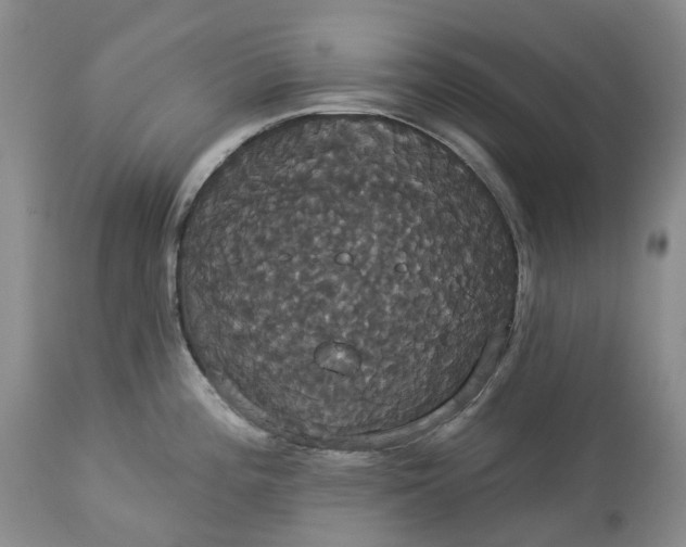 X0000113061196200909110907
