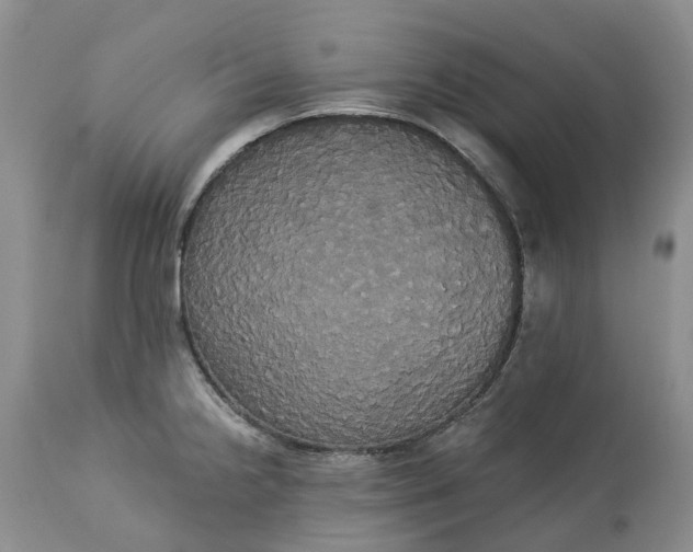 X0000113061238200909110906