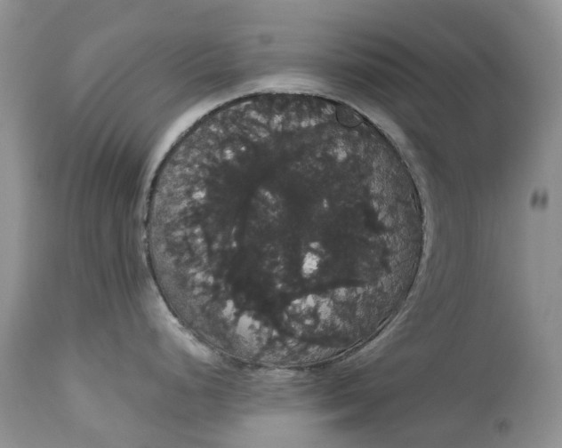 X0000113061248200909110906