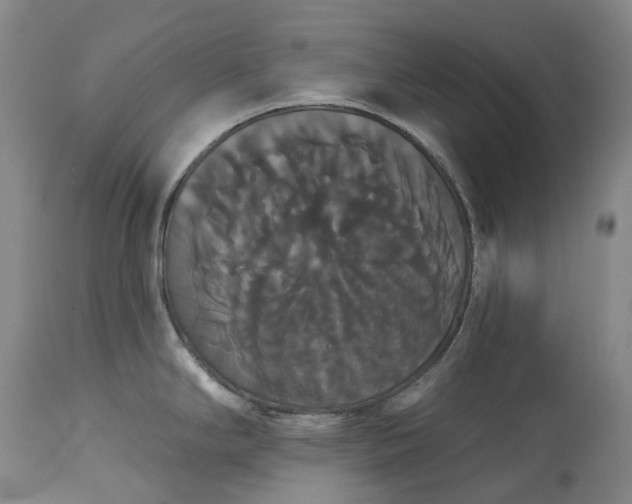 X0000113061294200909110905
