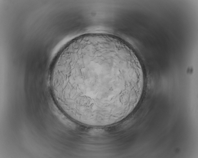 X0000113061462200909110903