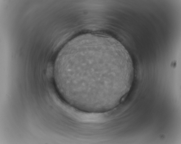 X0000113060036200909182011