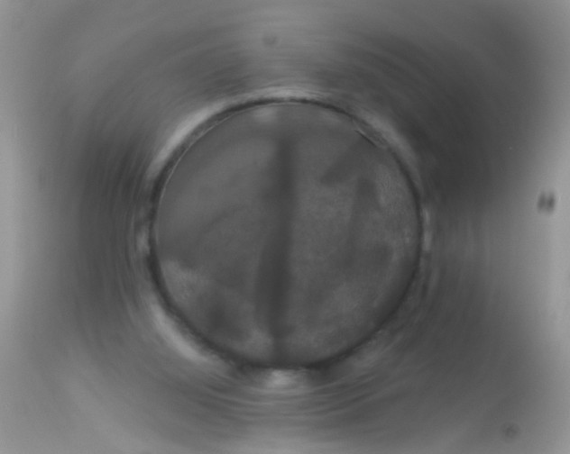 X0000113060060200909182010