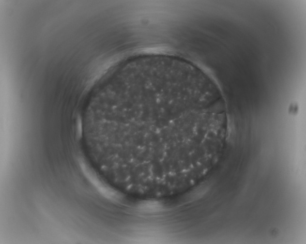 X0000113060061200909182010