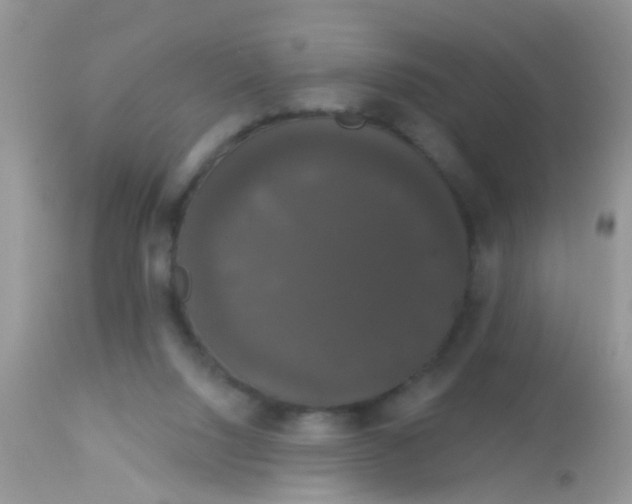 X0000113060064200909182010