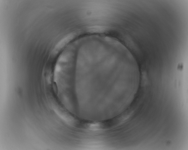 X0000113060068200909182010