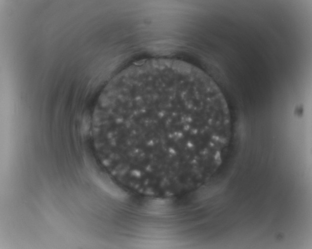 X0000113060081200909182010