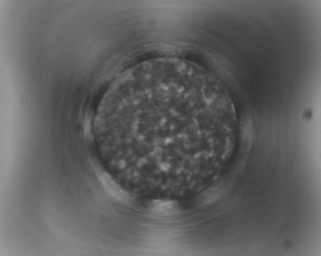 X0000113060185200909182009