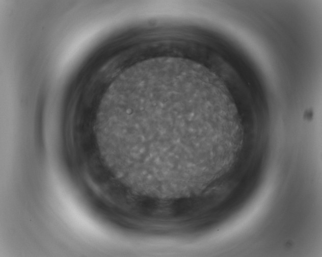 X0000113060191200909182009