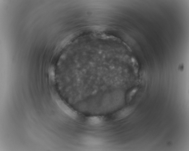 X0000113060238200909182008