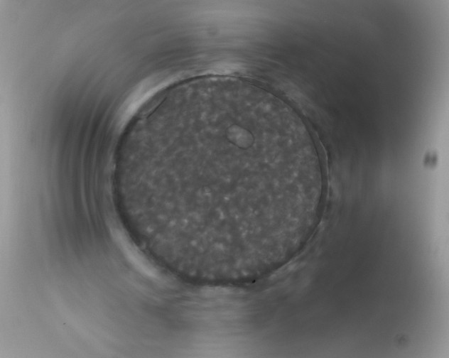 X0000113060242200909182007