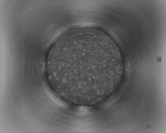 X0000113060261200909182008