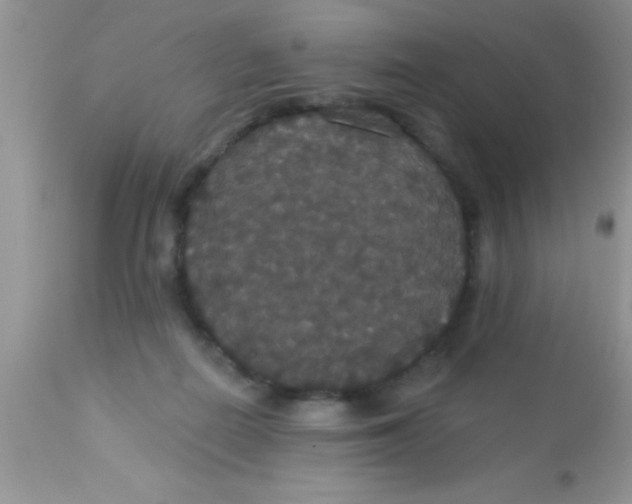 X0000113060266200909182008