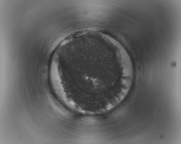 X0000113060299200909182007