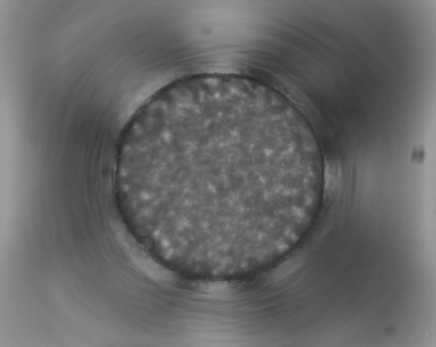 X0000113060301200909182007