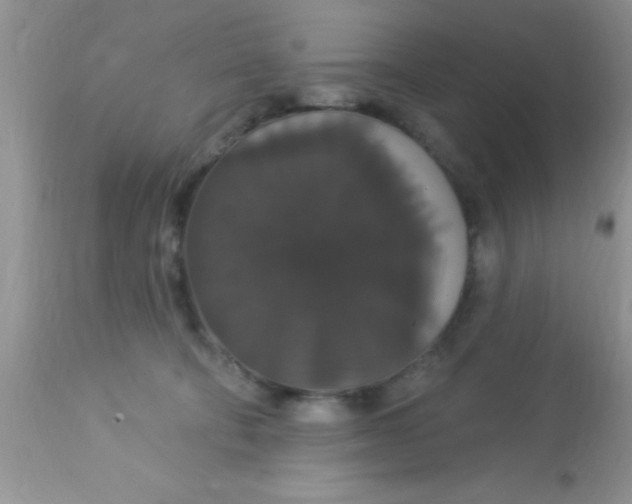 X0000113060322200909182007