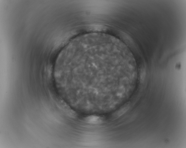 X0000113060326200909182007