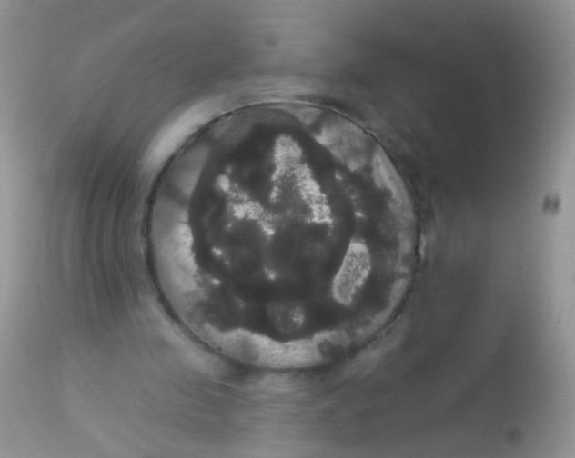 X0000113060341200909182006