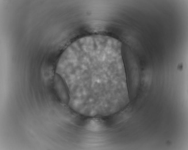 X0000113060372200909182006