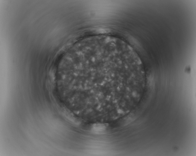 X0000113060373200909182006