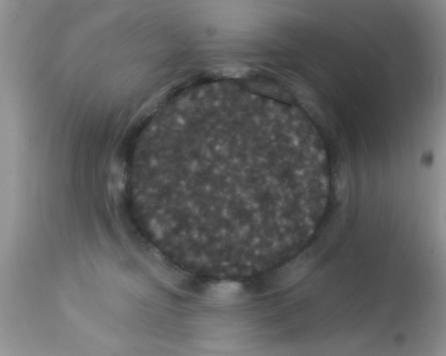 X0000113060374200909182007