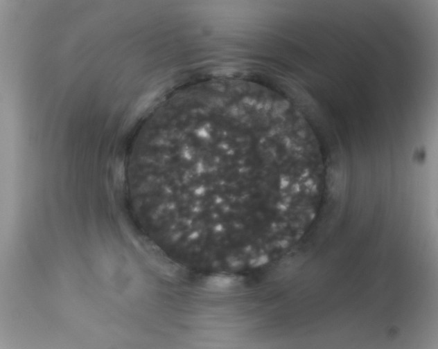 X0000113060375200909182007