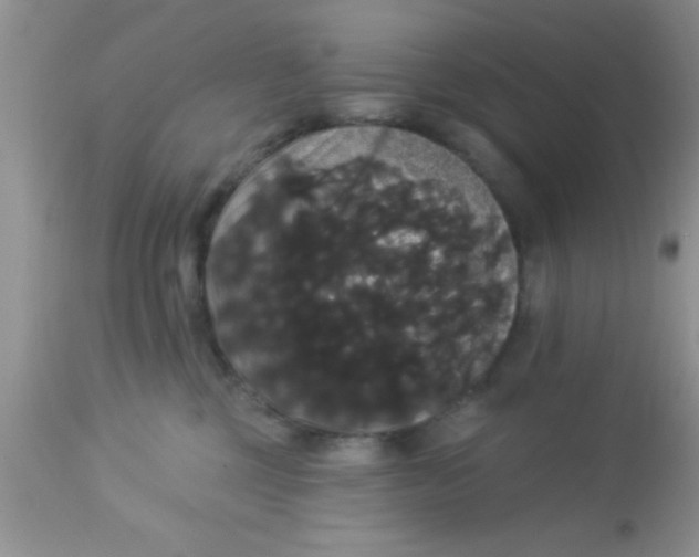 X0000113060377200909182007